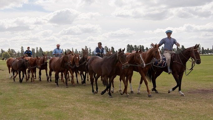 Lee más sobre el artículo Polo masculino: COMIENZA LA LIGA DEL INTERIOR 2021