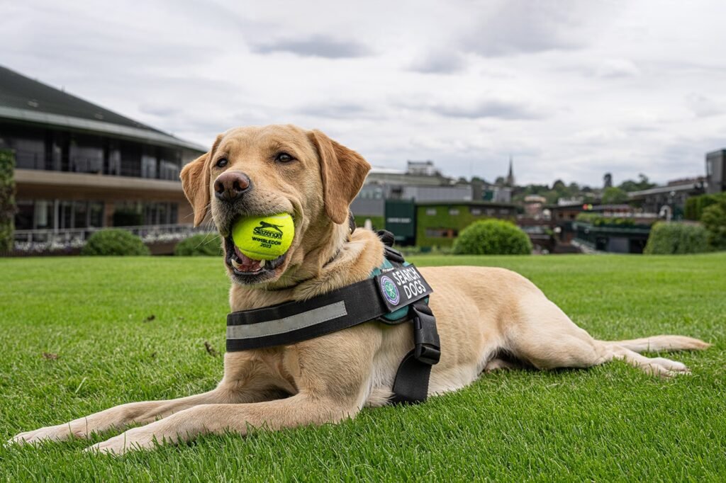 Tenis: WIMBLEDON YA ESTÁ EN MARCHA ….......
