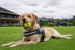 Lee más sobre el artículo Tenis: WIMBLEDON YA ESTÁ EN MARCHA ……….